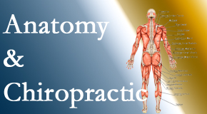 Pure Chiropractic confidently delivers chiropractic care based on knowledge of anatomy to diagnose and treat spine related pain.