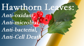 Pure Chiropractic shares new research regarding the flavonoids of the hawthorn tree leaves’ extract that are antioxidant, antibacterial, antimicrobial and anti-cell death. 