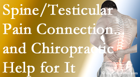 Pure Chiropractic shares recent research on the connection of testicular pain to the spine and how chiropractic care helps its relief.