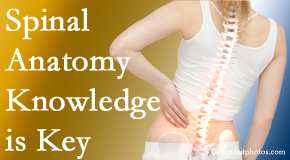 Pure Chiropractic knows spinal anatomy well – a benefit to everyday chiropractic practice!