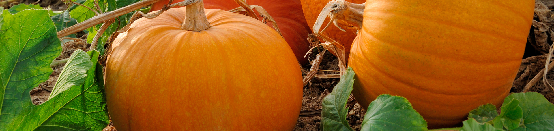 Concord, NC Pumpkin Leaves’ help for disc degeneration